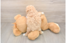 Popular Maltipoo Poodle Mix Pup
