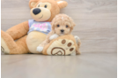 Maltipoo Puppy for Adoption