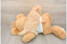 Playful Maltese Poodle Poodle Mix Puppy