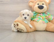 8 week old Maltipoo Puppy For Sale - Premier Pups