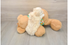 Maltipoo Puppy for Adoption