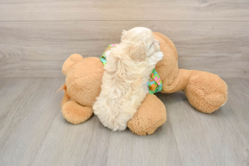 Maltipoo Puppy for Adoption