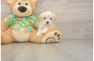 Happy Maltipoo Baby