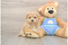 Maltipoo Puppy for Adoption