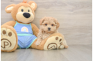 Best Maltipoo Baby