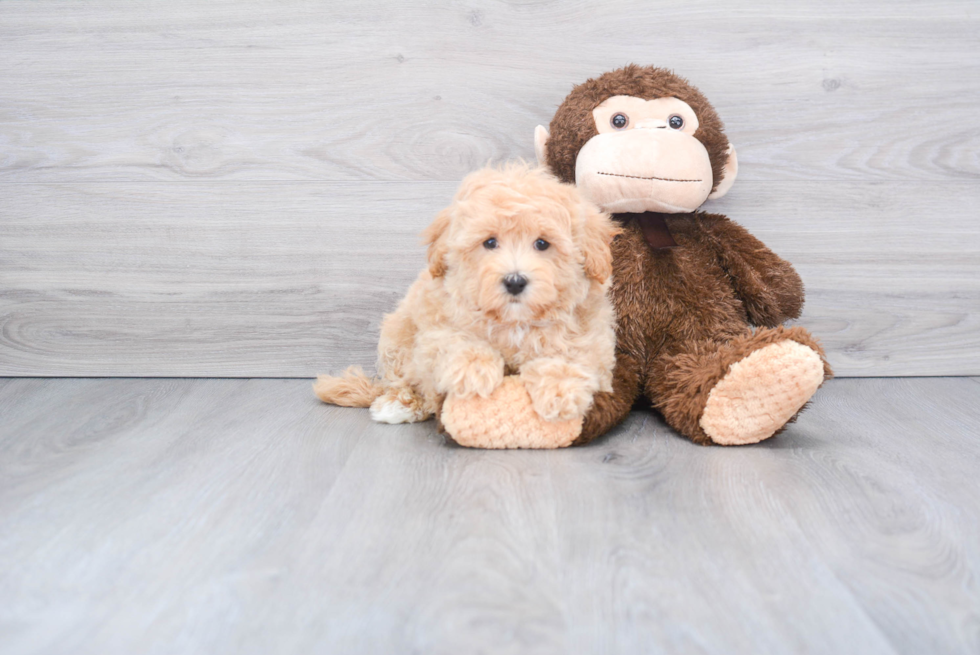 Maltipoo Pup Being Cute