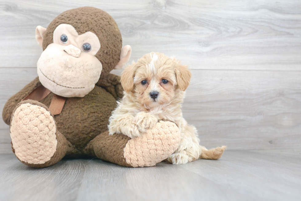 Petite Maltipoo Poodle Mix Pup