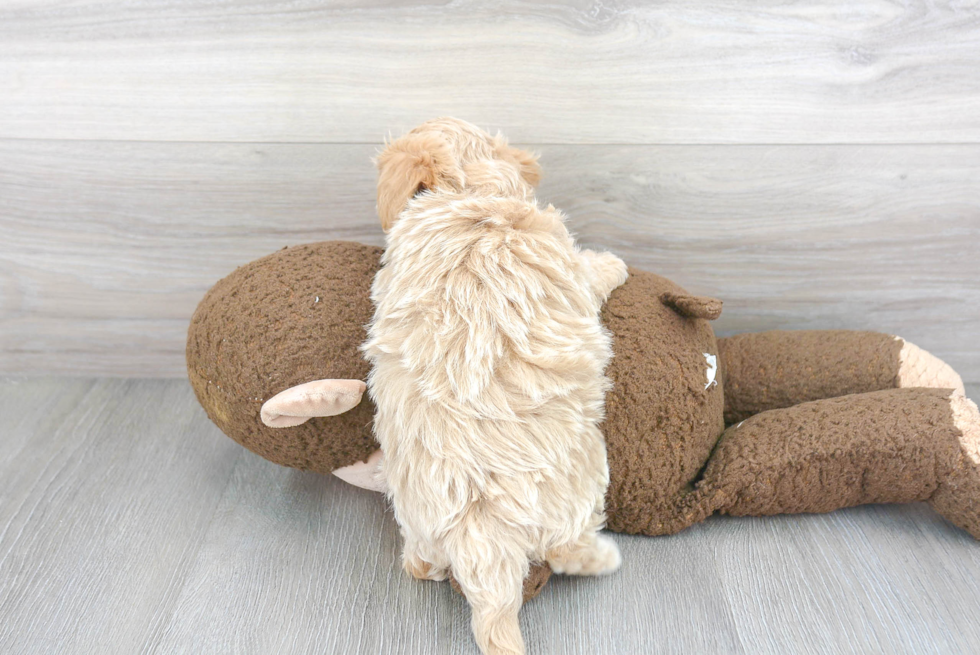 Friendly Maltipoo Baby