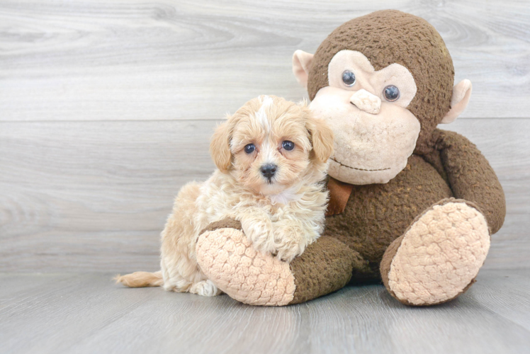 Maltipoo Puppy for Adoption