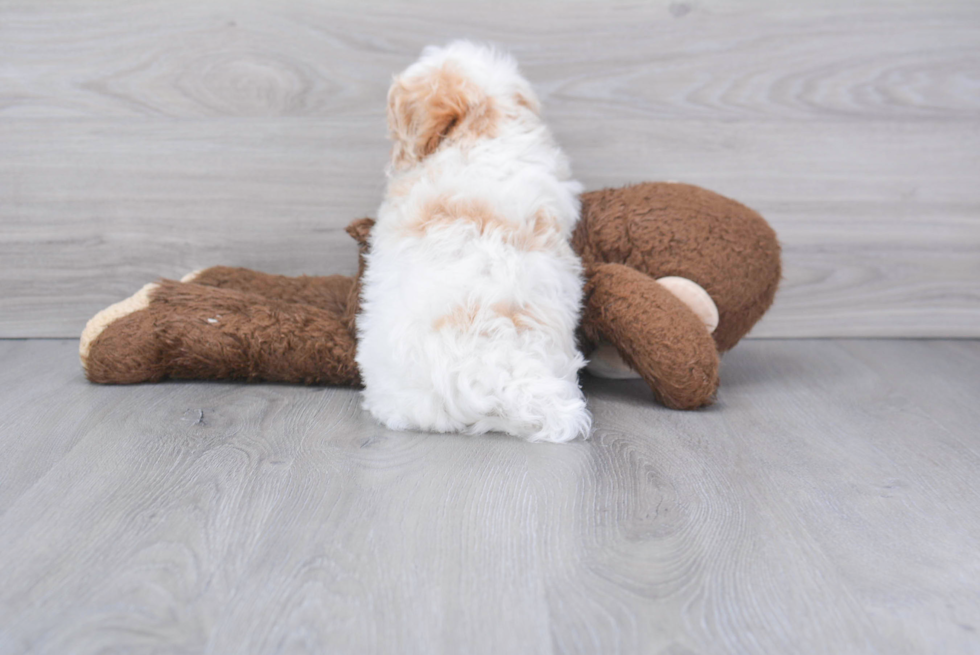 Playful Maltese Poodle Poodle Mix Puppy