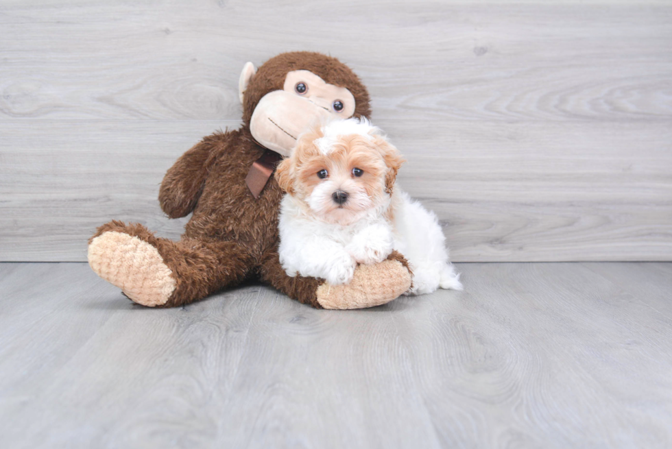 Maltipoo Puppy for Adoption