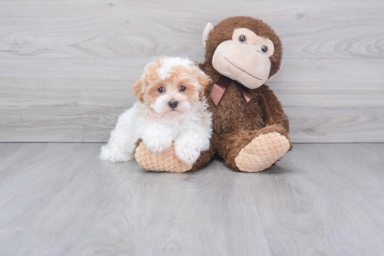 Little Maltepoo Poodle Mix Puppy