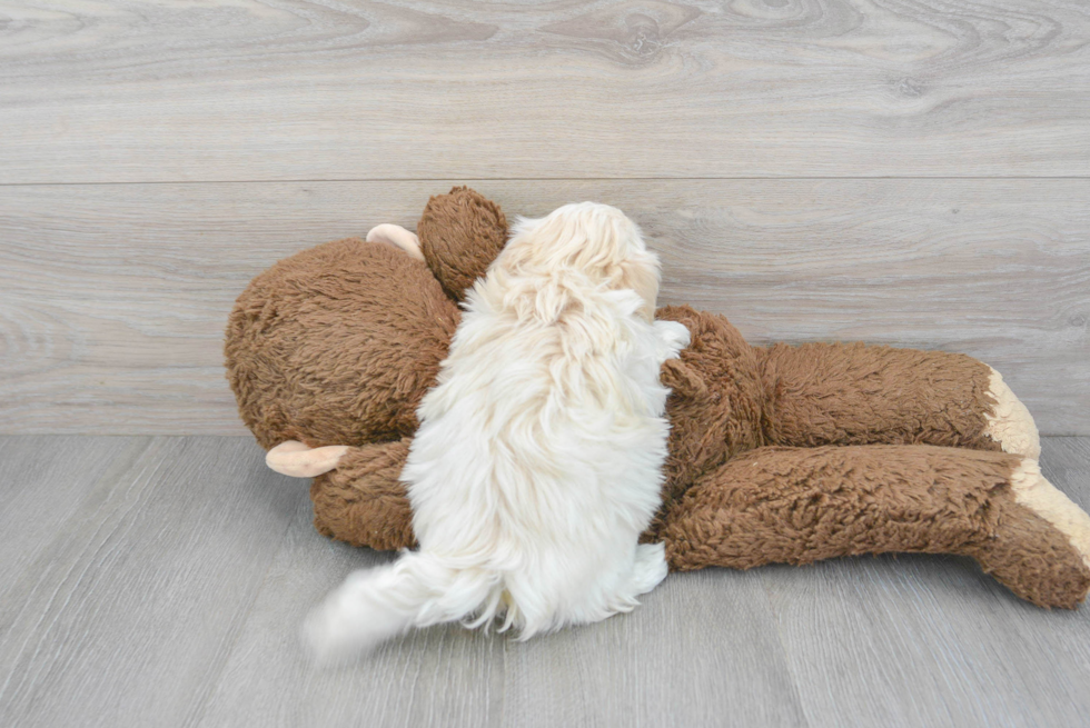 Popular Maltipoo Poodle Mix Pup