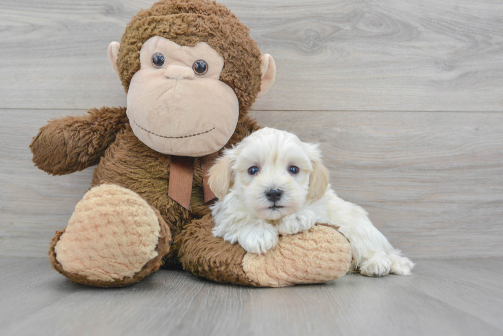 Maltipoo Puppy for Adoption