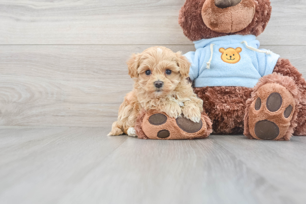 Adorable Maltepoo Poodle Mix Puppy