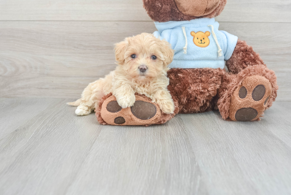 Maltipoo Puppy for Adoption