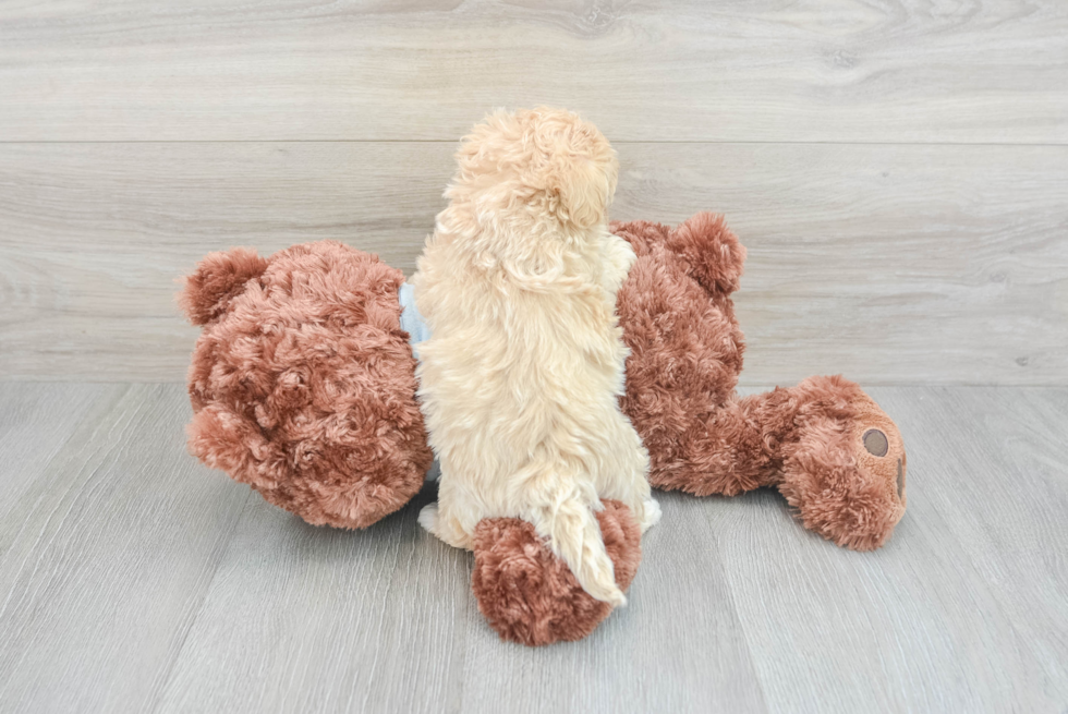 Adorable Maltepoo Poodle Mix Puppy