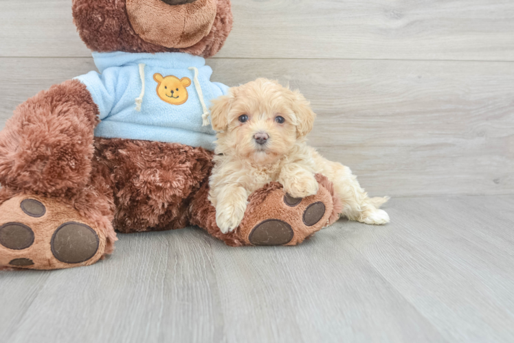 Maltipoo Pup Being Cute