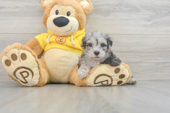 Maltipoo Pup Being Cute