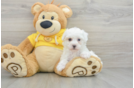 Best Maltipoo Baby