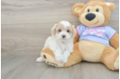 Popular Maltipoo Poodle Mix Pup