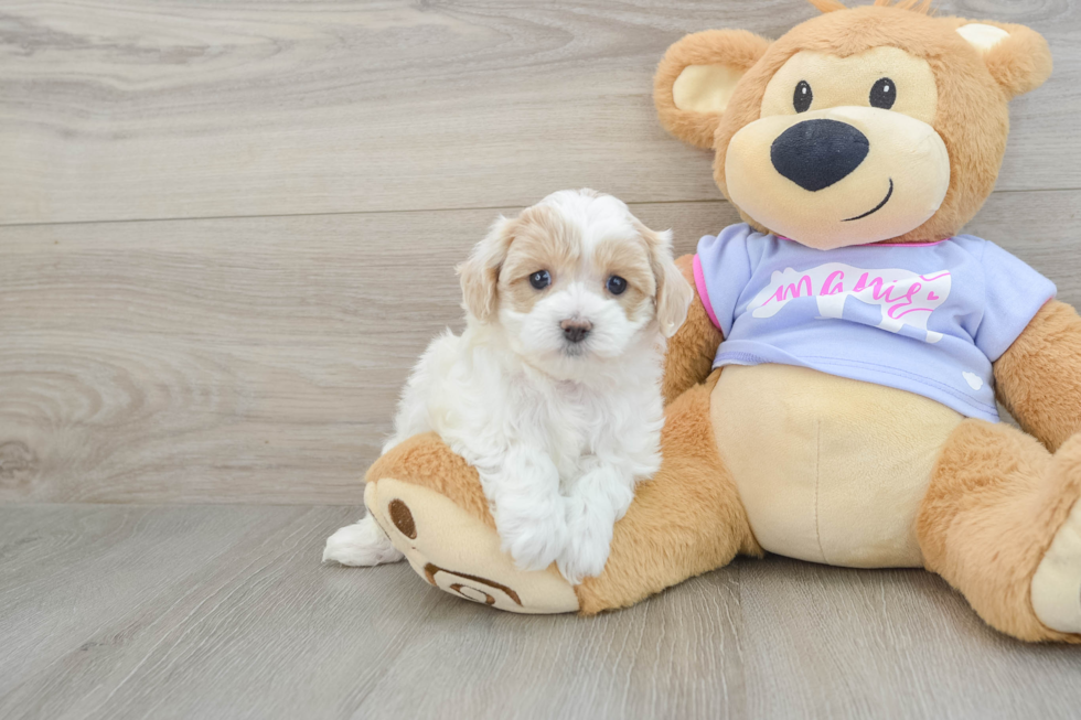 Popular Maltipoo Poodle Mix Pup