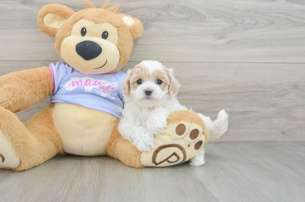 5 week old Maltipoo Puppy For Sale - Premier Pups