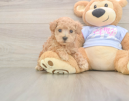 7 week old Maltipoo Puppy For Sale - Premier Pups