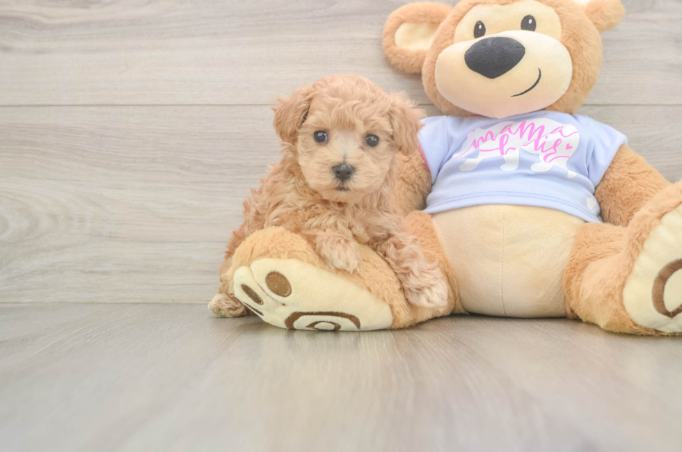 6 week old Maltipoo Puppy For Sale - Premier Pups