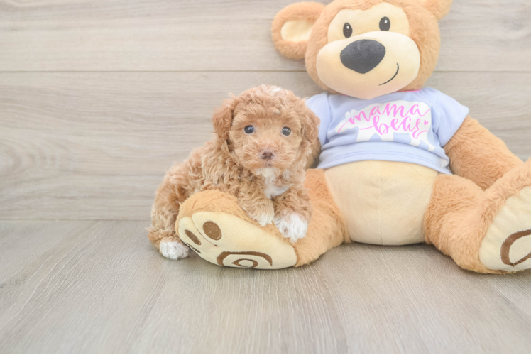 Friendly Maltipoo Baby