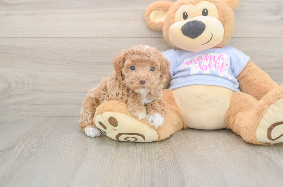 5 week old Maltipoo Puppy For Sale - Premier Pups