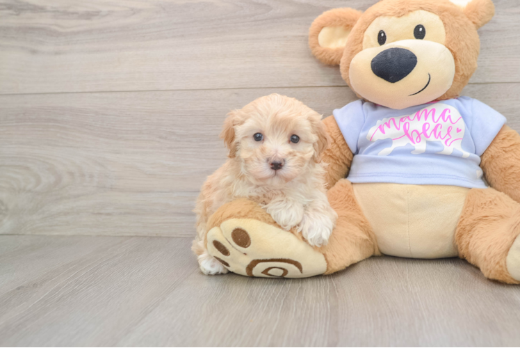 Happy Maltipoo Baby