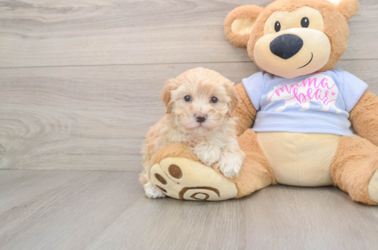 Happy Maltipoo Baby