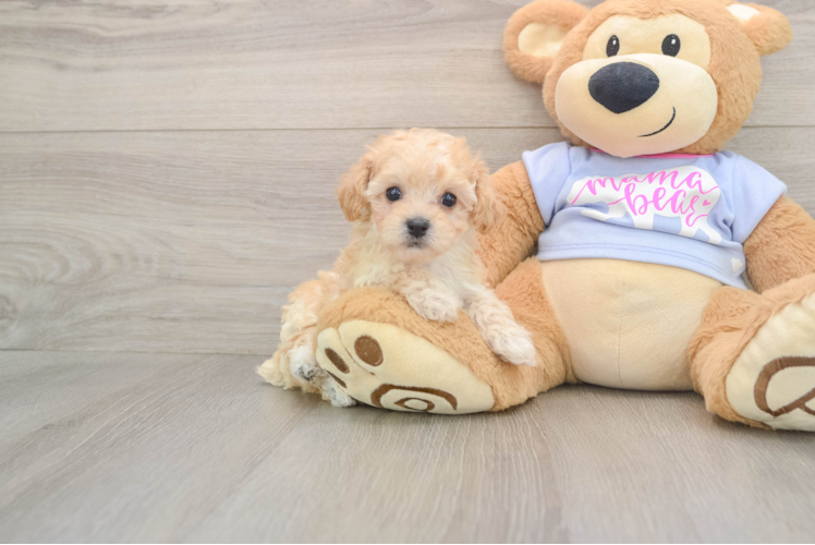 Adorable Moodle Poodle Mix Puppy