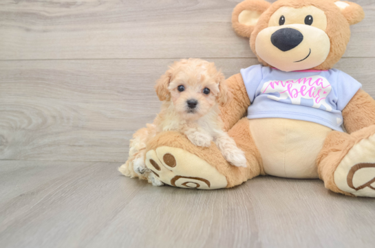 Adorable Moodle Poodle Mix Puppy