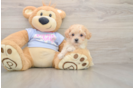 Happy Maltipoo Baby