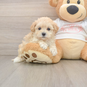 Best Maltipoo Baby