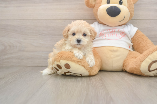 Best Maltipoo Baby