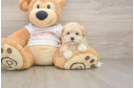 Cute Maltipoo Baby