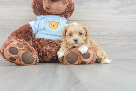 Maltipoo Pup Being Cute