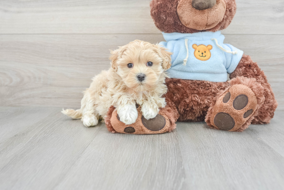 Best Maltipoo Baby