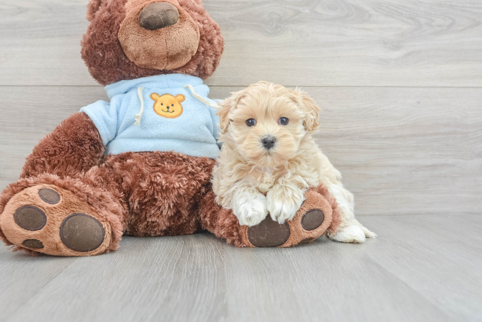 Maltipoo Pup Being Cute