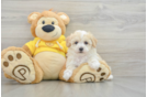 Best Maltipoo Baby