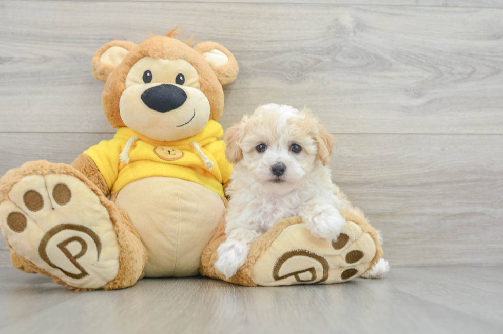 6 week old Maltipoo Puppy For Sale - Premier Pups