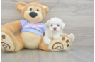 Best Maltipoo Baby