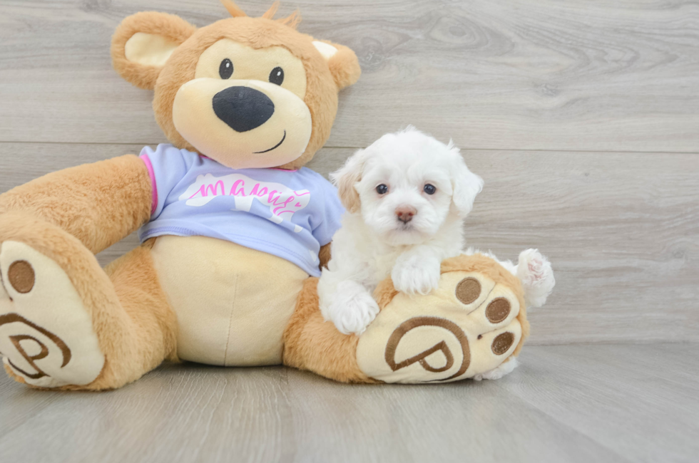 5 week old Maltipoo Puppy For Sale - Premier Pups