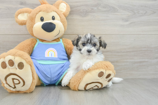 Maltipoo Puppy for Adoption