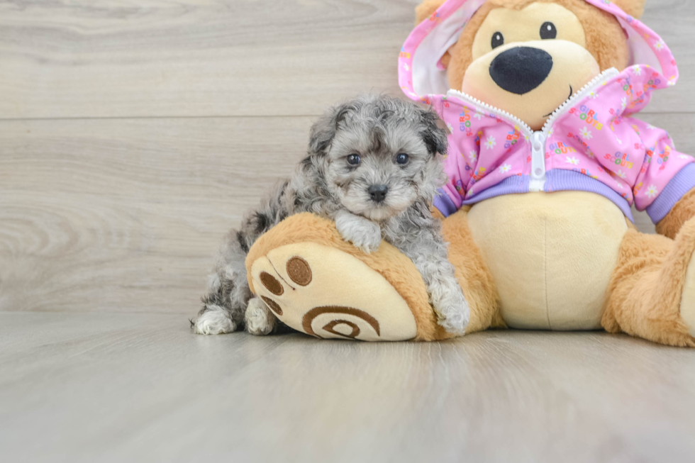 Adorable Maltese Poodle Poodle Mix Puppy