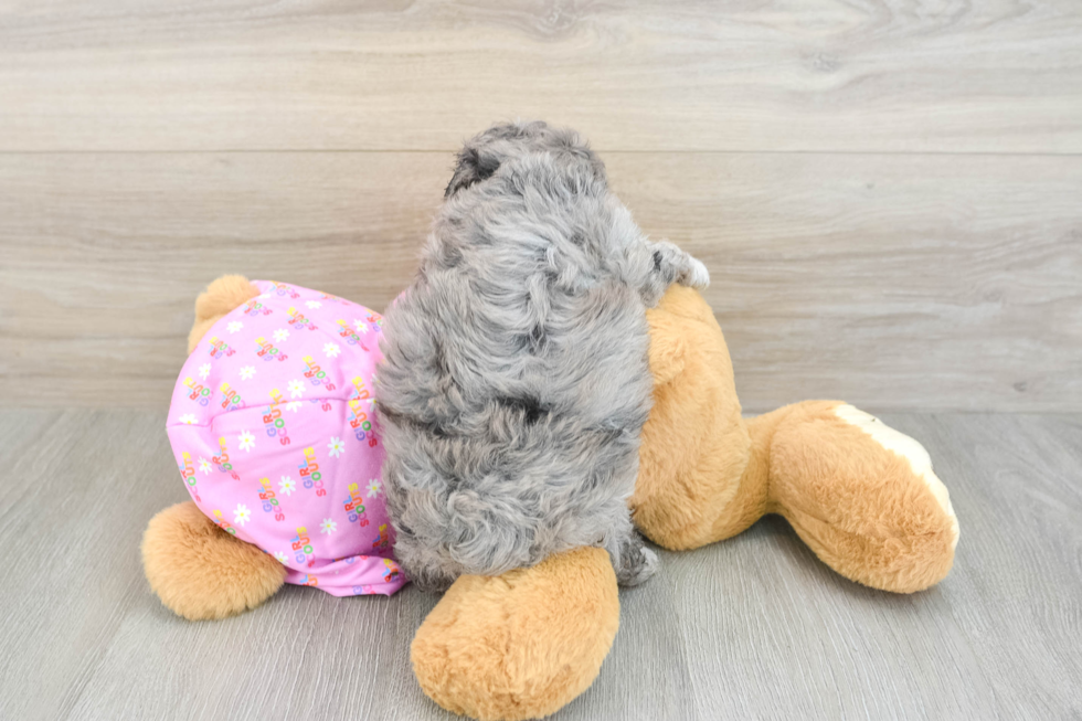 Funny Maltipoo Poodle Mix Pup
