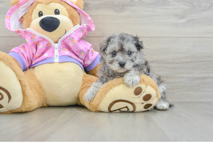 Best Maltipoo Baby